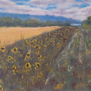 Sunflowers near Gormanston, County Meath